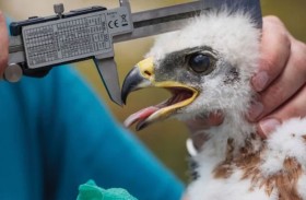 اضطراب غير مسبوق في حياة النسور بسبب التدخل البشري