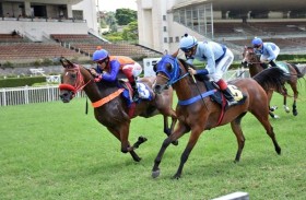 اليوم.. انطلاق كأس الوثبة للخيول العربية في البرازيل