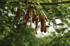 «الشجرة المعجزة» قادرة على تنقية المياه من البلاستيك بنسبة 98 %