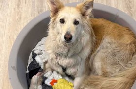 مسيّرات وفرق إنقاذ تعثر على كلبة هاربة 