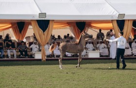 6.4 مليون درهم حصيلة مبيعات مزاد مربط عجمان للخيول العربية