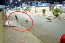 فيديو مؤثر لطفل نجا من هجوم كلاب