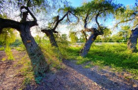 أشجار الغاف في الإمارات.. كنوز بيئية تعزز الرقعة الخضراء وتكافح التغير المناخي