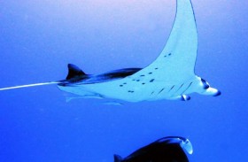 شيطان البحر مهدد بالانقراض