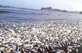 نفوق جماعي لأسماك البحر الأحمر يثير المخاوف