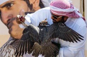 النسخة التاسعة من بطولة فخر الأجيال للصيد بالصقور على خط الانطلاق