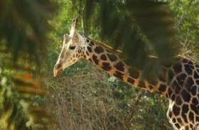 القتل الرحيم نهاية ذكر الزرافة الأكبر عمرا