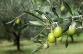 أوراق الزيتون بديلا عن مسكنات آلام المفاصل