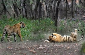 الهند تصبح مأوى لـ 75 % من نمور العالم