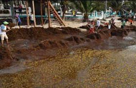 أعشاب بحرية تهدد الشواطئ الذهبية