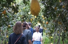 مزرعة إسبانية تضم حمضيات نادرة وغريبة 