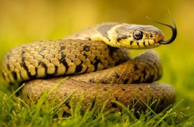 ما سر تنفس الثعابين من رئة واحدة؟