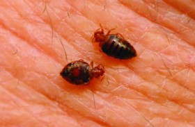 حشرات صغيرة تسببها.. حمى قاتلة تصيب امرأة 