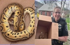 سائق أوبر يعثر على ثعبان في صندوق سيارته