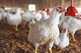 الصين تعلن قرارا تاريخيا بشأن ذبح وبيع الدواجن
