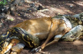 كيف تبتلع الثعابين فرائس أكبر من حجم أجسامها؟