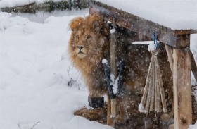 أسد ودببة تمرح وسط الثلوج في كوسوفو