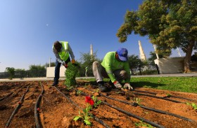 3 ملايين زهرة تزين مدينة العين