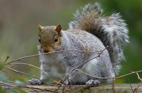 حملة واسعة لإنقاذ سنجاب 