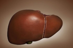 معلومات مهمة عن التهاب الكبد الفيروسي В