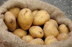 مضاد حيوي جديد من بكتريا البطاطا