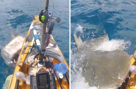 لحظة مرعبة لهجوم قرش ضخم على قارب صغير