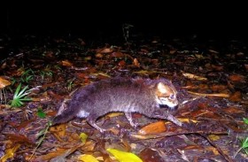 رصد قط مسطح الرأس لأول مرة منذ 30 عاماً