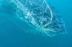 تحرير حوت من شباك اصطادته بالخطأ