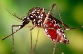 البعوض يقتل 33 شخصا في كوبا