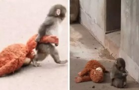 قرد يتعلق بلعبته المحشوة بعد هجران والدته 