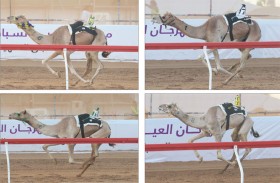منافسات الحول والزمول تُسدل الستار على التمهيدي الثالث لمهرجان العين للهجن 2026 