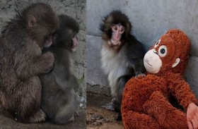 نهاية سعيدة لـ«بانش».. القرد الشهير يجد شريكته 