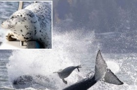 حيتان تهز قارباً لإسقاط فقمة هربت إليه