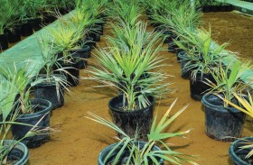 حديقة الحيوانات بالعين تنفذ برامج إكثار النباتات النادرة والمهددة بالانقراض