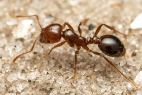 نملة عمرها 40 مليون سنة تكشف أسرارا علمية مذهلة