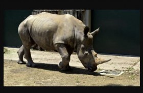 حديقة حيوان تعلن ولادة أنثى وحيد قرن