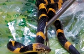 ثعبان كبير في صندوق طماطم