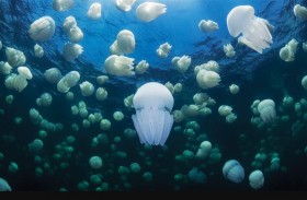 «قنديل البحر».. الفائز الوحيد من التغير المناخي