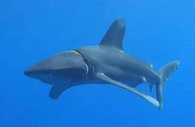 سمكة تقتل سائحة في جزر الكناري