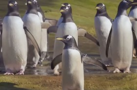 بطاريق حدائق الحيوان تشيخ بيولوجياً أسرع من نظيراتها البرية