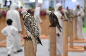 معرض أبوظبي للصيد والفروسية يُعلن عن تسهيل إجراءات إدخال الصقور المُكاثرة في الأسر