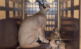 السعودية.. ولادة أول توأم لحيوان الوشق 