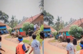 ثور غاضب يطيح بنائب هندي