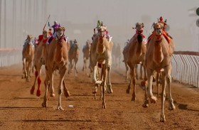 مهرجان محمد بن زايد لسباقات الهجن ومزاينة الإبل السوان 2023 - 2024 ينطلق 25 ديسمبر 