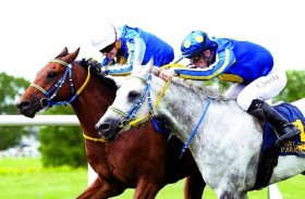 اليوم.. نخبة الخيول العربية الأصيلة تشارك في سباق زايد بالسويد