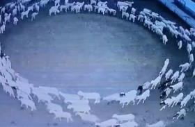 قطيع أغنام يسير دائريا منذ أسبوعين