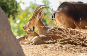 حديقة الحيوان بالعين تحتفي بـ 390 مولوداً جديداً خلال عام واحد