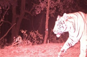 نمر على ارتفاع 2500 متر 