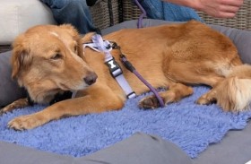 كلبة ضائعة تقطع 160 كم وتسبح 1.6 كم لتعود لمالكها