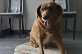 نفوق «عميد سن» الكلاب في العالم عن 31 سنة 